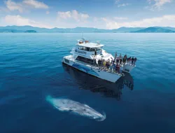 Half-Day Whale and Dolphin Safari Cruise from Auckland